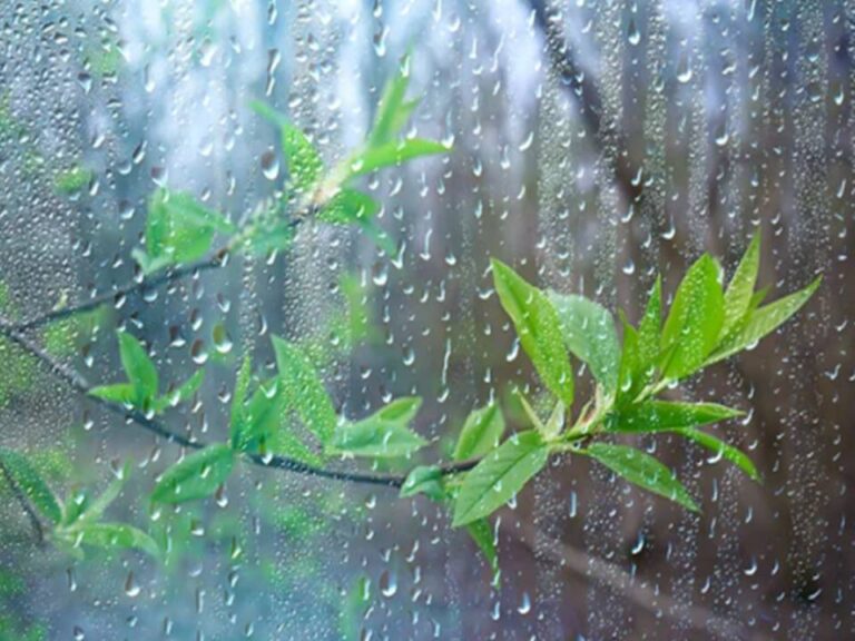 Cortesía de la Web.